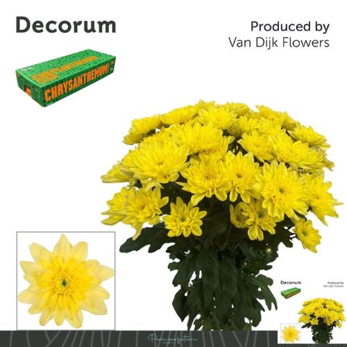 Chrysanthemum Indicum Grp tros kas Baltica Yellow