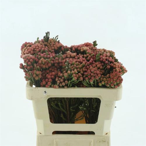 Brunia laevis red
