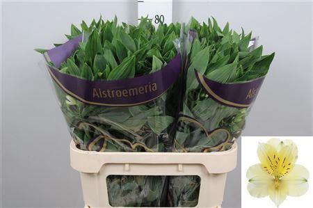 Alstroemeria Gigi Cream