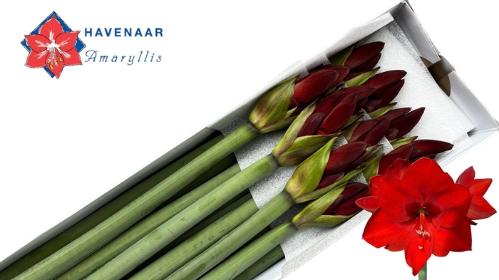 Hippeastrum (Galaxy Grp) 'Shiraz'