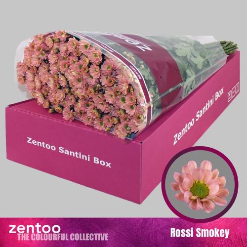 Chrysanthemum Indicum Grp tros santini Rossi Smokey