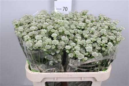 Astrantia major 'Million Stars'