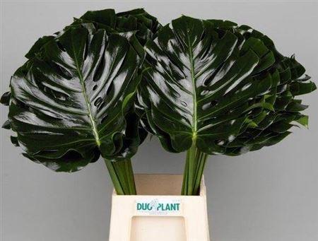 Monstera (blad)