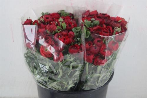 Ranunculus asiaticus 'Elegance Red'