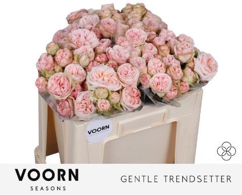 Rosa tros Gentle Trendsetter