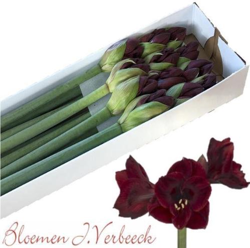 Hippeastrum Galaxy Grp 'Redstar'