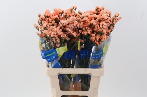 Limonium sinuatum Apricot Sun Birds