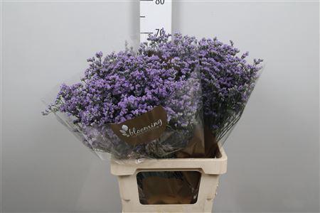 Limonium Utah Blue