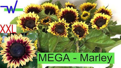 Helianthus annuus 'Marley'