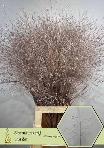 Siergras kleurbehandeld H%