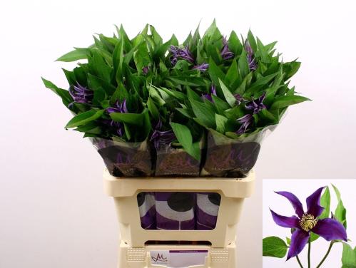 Clematis Amazing Oslo