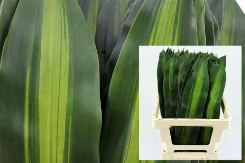 Dracaena sanderiana