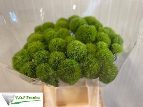 Dianthus barbatus Green Trick