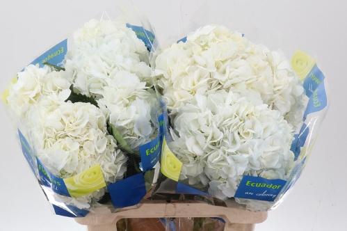 Hydrangea overig