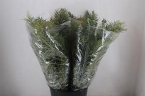 Acacia baileyana bloeiend per bos 'Purpurea'Dealbata Grp