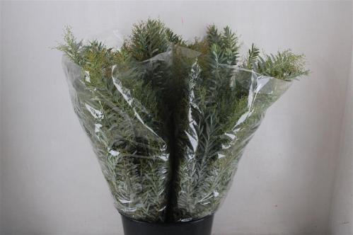 Acacia baileyana bloeiend per bos 'Purpurea'Dealbata Grp