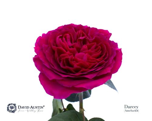 Rosa grootbloemig David Austin Darcey