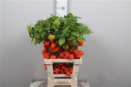 Physalis alkekengi lampion (tak)