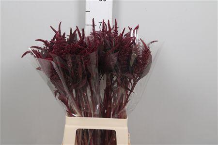 Amaranthus cruentus 'Velvet'