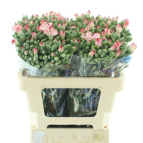 Dianthus 'Symply Strike'