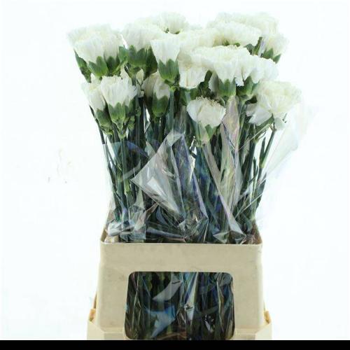 Dianthus standaard 'Moonlight'