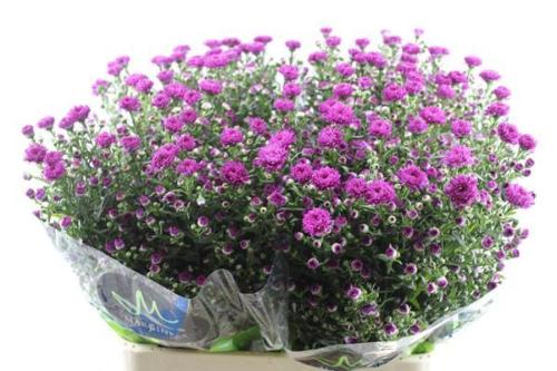 Aster Novi-belgii Grp 'Flash'