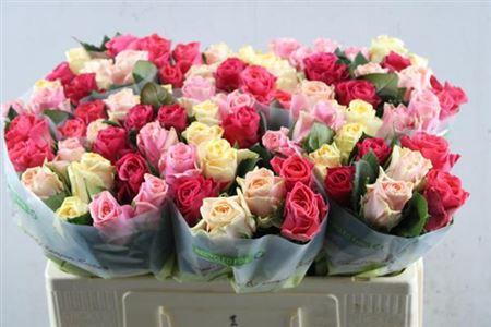 Rosa grootbloemig Tacazzi Gemengd