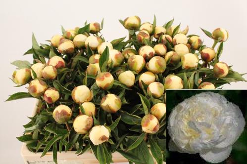 Paeonia Lactiflora Grp 'Duchesse de Nemours'