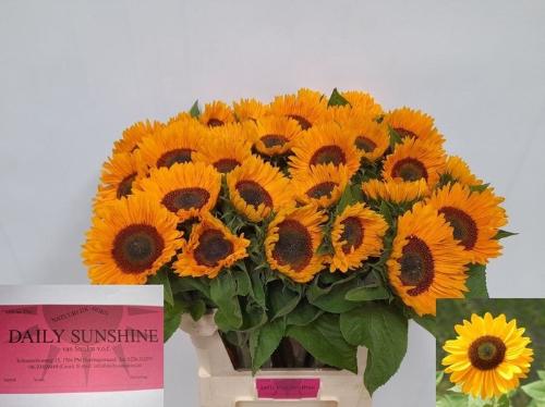 Helianthus annuus 'Sunrich Provence'