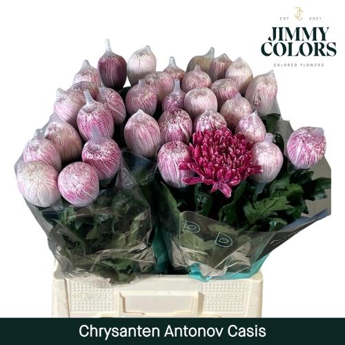 Chrysanthemum (Indicum Grp) geplozen Antonov kleurbehandeld H%