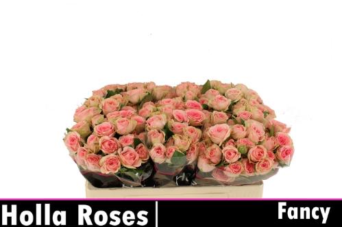 Rosa tros Fancy
