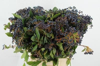 Viburnum tinus per stuk overig