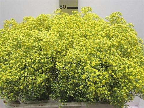 Gypsophila overig kleurbehandeld H%