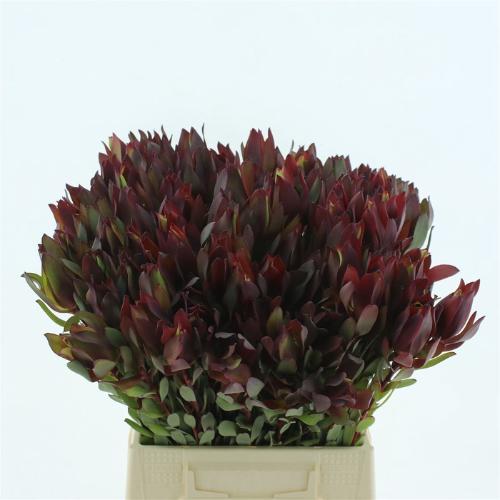 Leucadendron 'Safari Sunset'