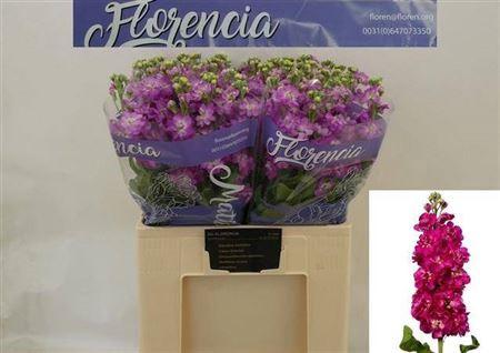 Matthiola incana Anytime Rose