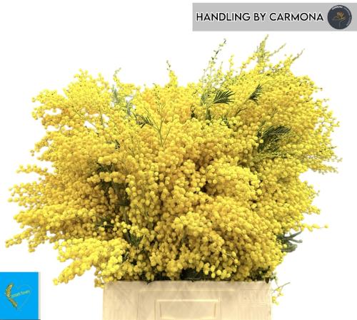 Acacia baileyana bloeiend per bos 'Purpurea'Dealbata Grp