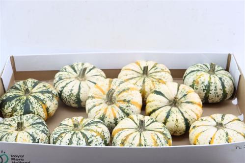 Cucurbita pepo