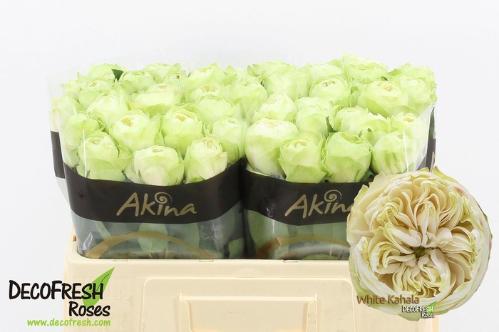 Rosa grootbloemig White Kahala-Bb