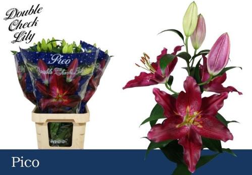 Lilium Oriental Grp 'Pico'
