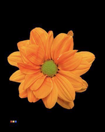 Chrysanthemum Indicum Grp tros kas kleurbehandeld H%