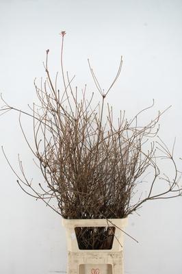 Decoratiegroen overig per bos