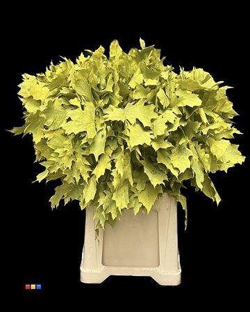 quercus overig kleurbehandeld H%
