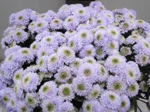 Chrysanthemum Indicum Grp tros santini kleurbehandeld H%