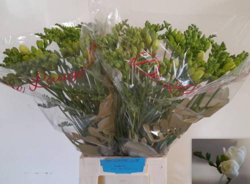 Freesia dubbel Essence