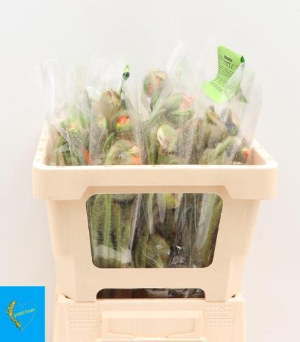 Papaver nudicaule Poppy Bussana gemengd