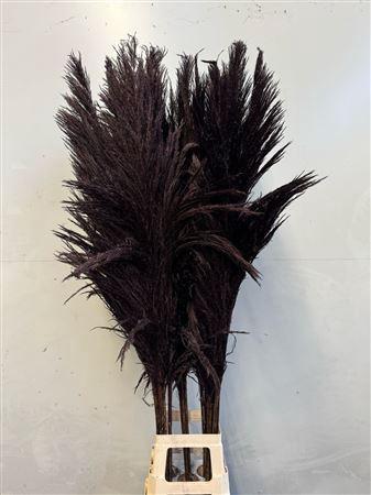 Cortaderia overig
