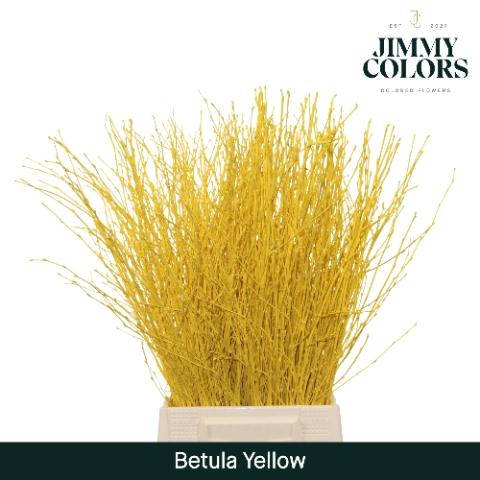 Betula kleurbehandeld H%