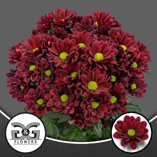 Chrysanthemum (Indicum Grp) tros Mexicano