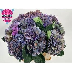 Hydrangea macrophylla Fabulous Anne (classic)