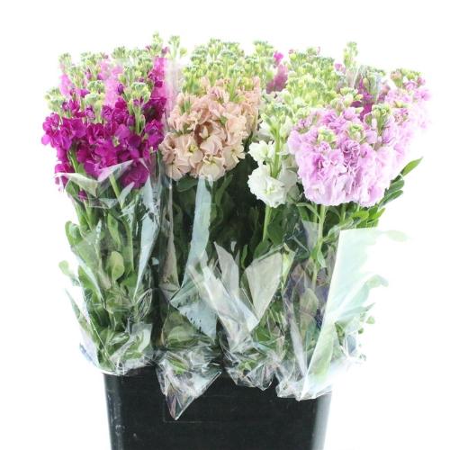 Matthiola incana gemengd